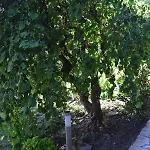 Landsted & Weingut Am Steingebiss Billigheim-Ingenheim