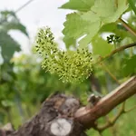 & Weingut Am Steingebiss Billigheim-Ingenheim