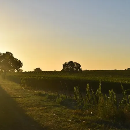 & Weingut Am Steingebiss