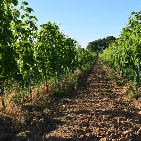 & Weingut Am Steingebiss