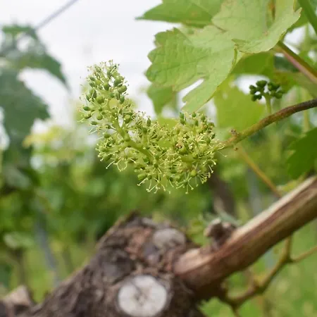 & Weingut Am Steingebiss Billigheim-Ingenheim