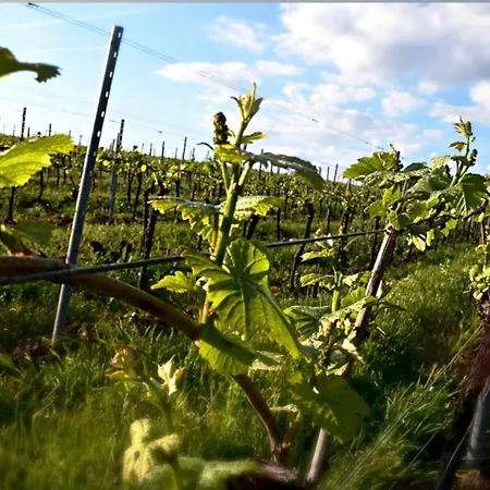 & Weingut Am Steingebiss Billigheim-Ingenheim