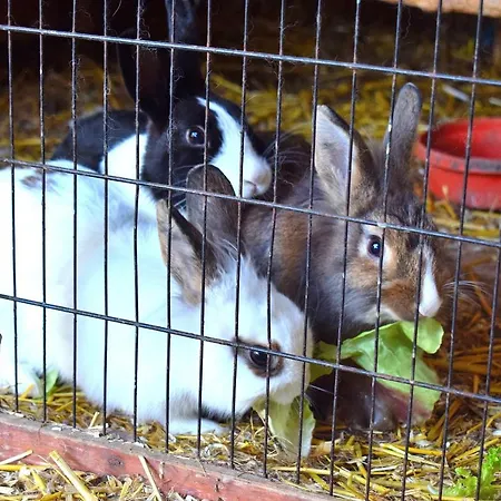 & Weingut Am Steingebiss Landsted *