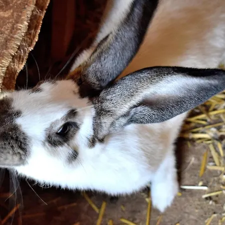 Casa de Campo & Weingut Am Steingebiss *