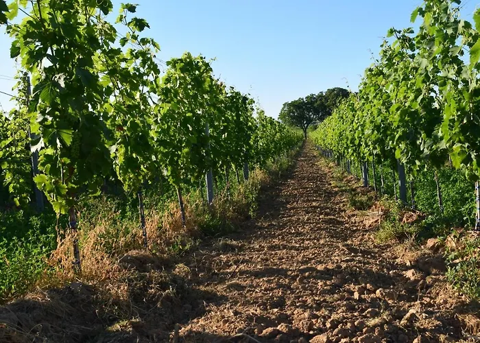 & Weingut Am Steingebiss