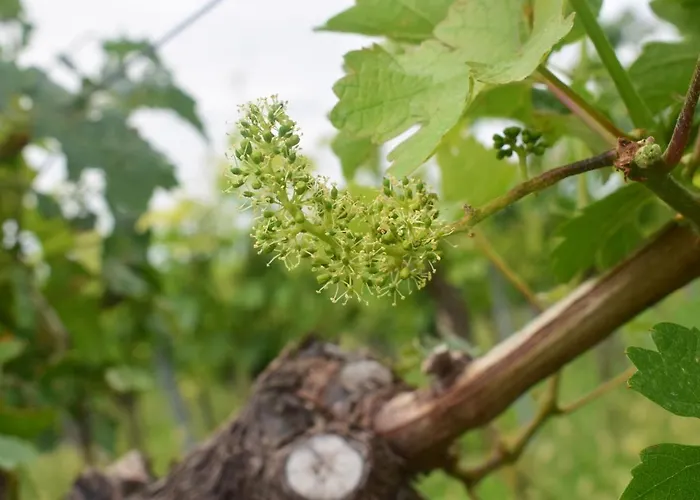 & Weingut Am Steingebiss Billigheim-Ingenheim