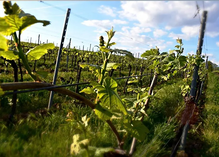 & Weingut Am Steingebiss Billigheim-Ingenheim
