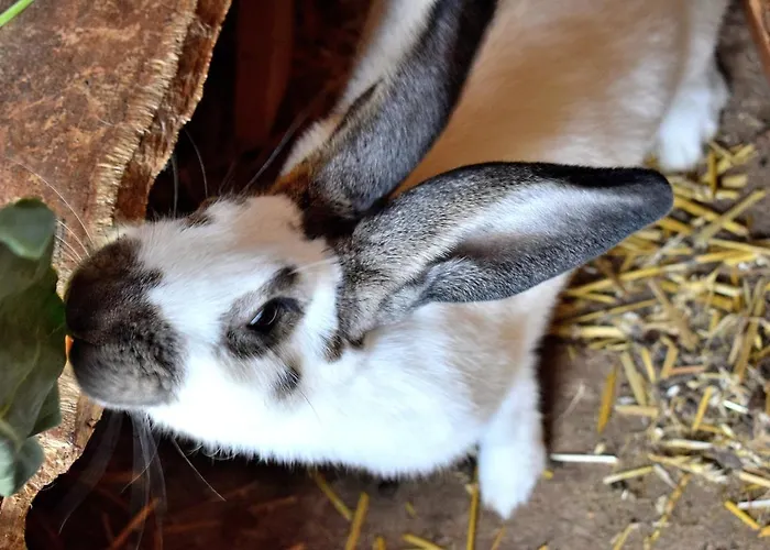 Landhuis & Weingut Am Steingebiss *